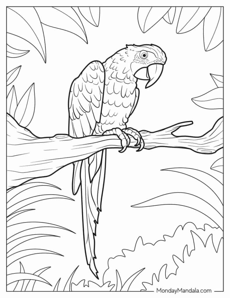 Parrot coloring pages free pdf printables