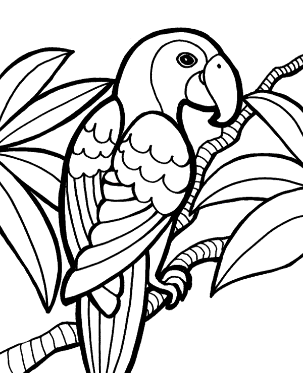 Free parrot coloring page