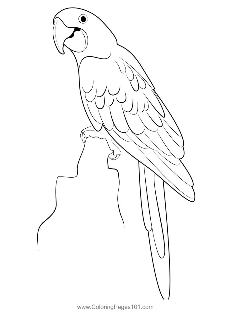 Cool parrot coloring page coloring pages coloring pages for kids printable coloring