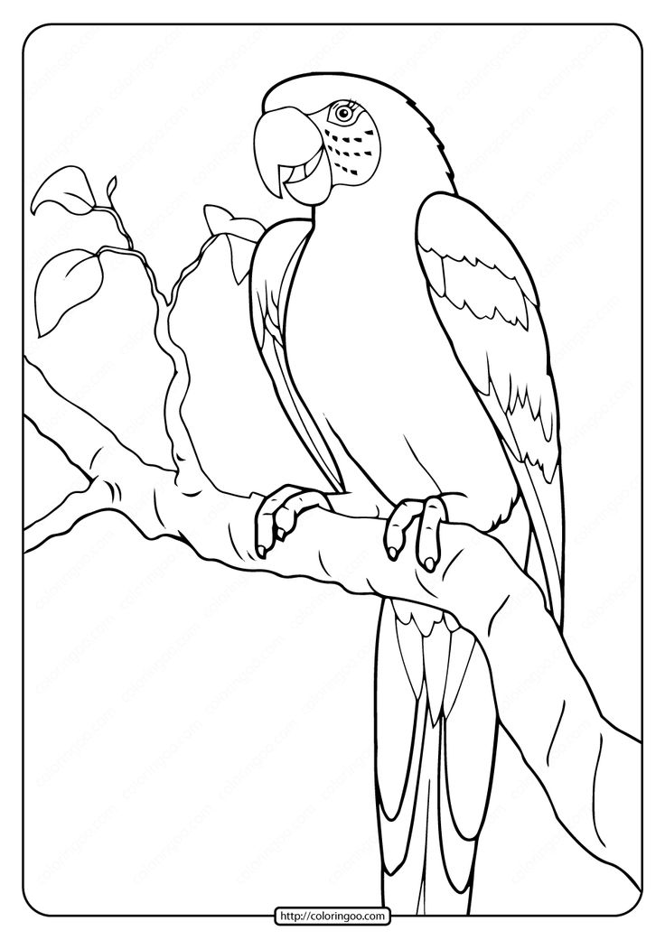 Printable parrot coloring pages bird coloring pages cartoon coloring pages animal coloring pages