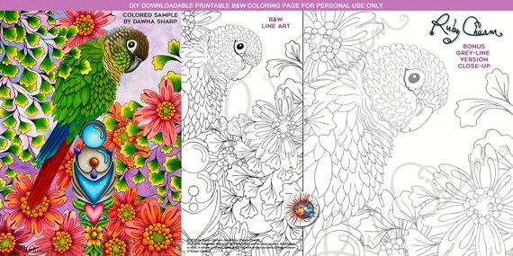Jacob the conure printable downloadable pdf by ruby charm colors to print and color adult coloring page parrot bird flowers