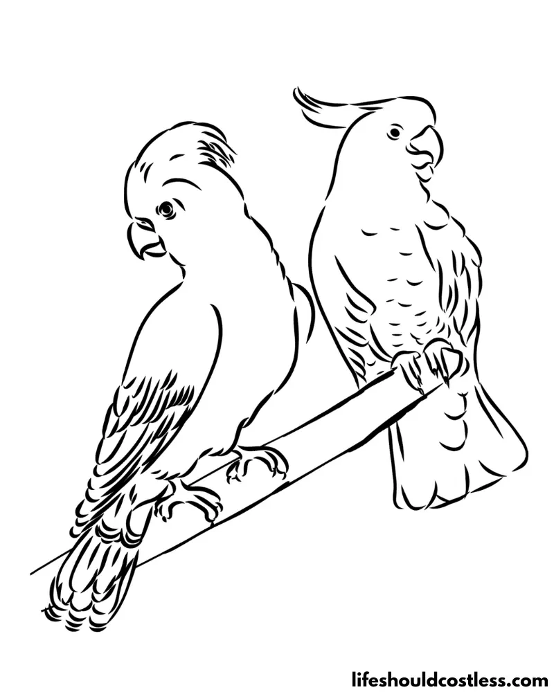 Parrot coloring pages free printable pdf templates