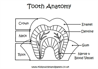 Dentists