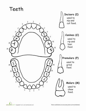 Awesome anatomy chomping at the bit worksheet education human anatomy and physiology dental anatomy anatomy