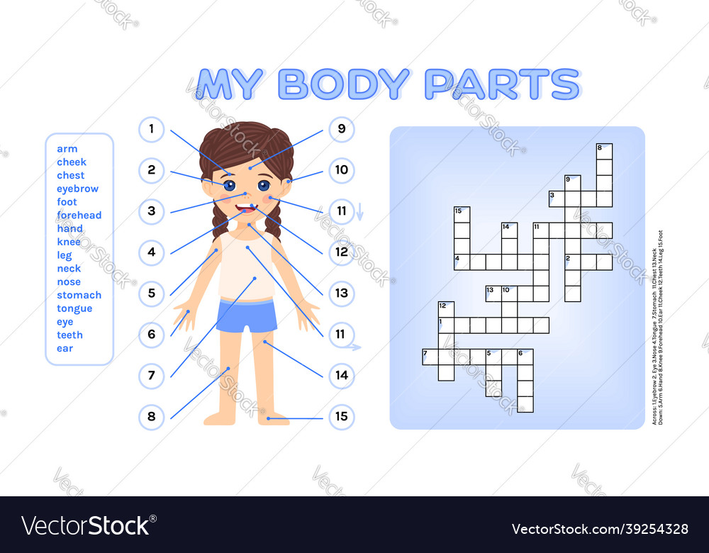 Crossword puzzle for children parts of my body vector image