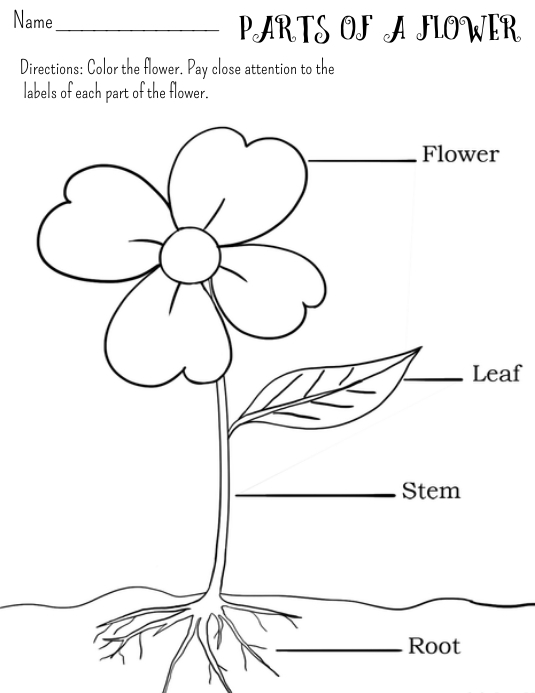 Parts of a flower worksheet template