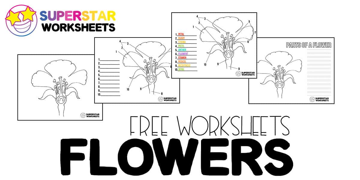 Parts of a flower worksheets