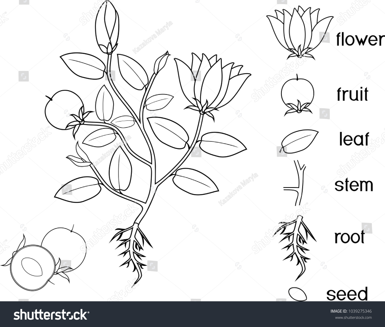 Coloring page parts plant morphology flowering stock vector royalty free
