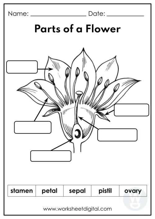 Parts of a flower
