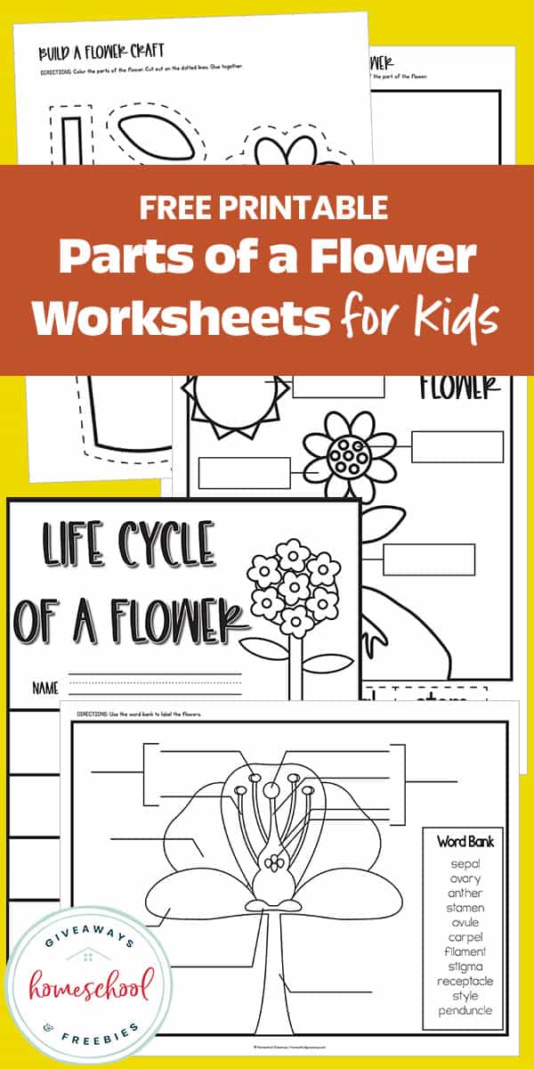 Printable parts of a flower worksheets for kids