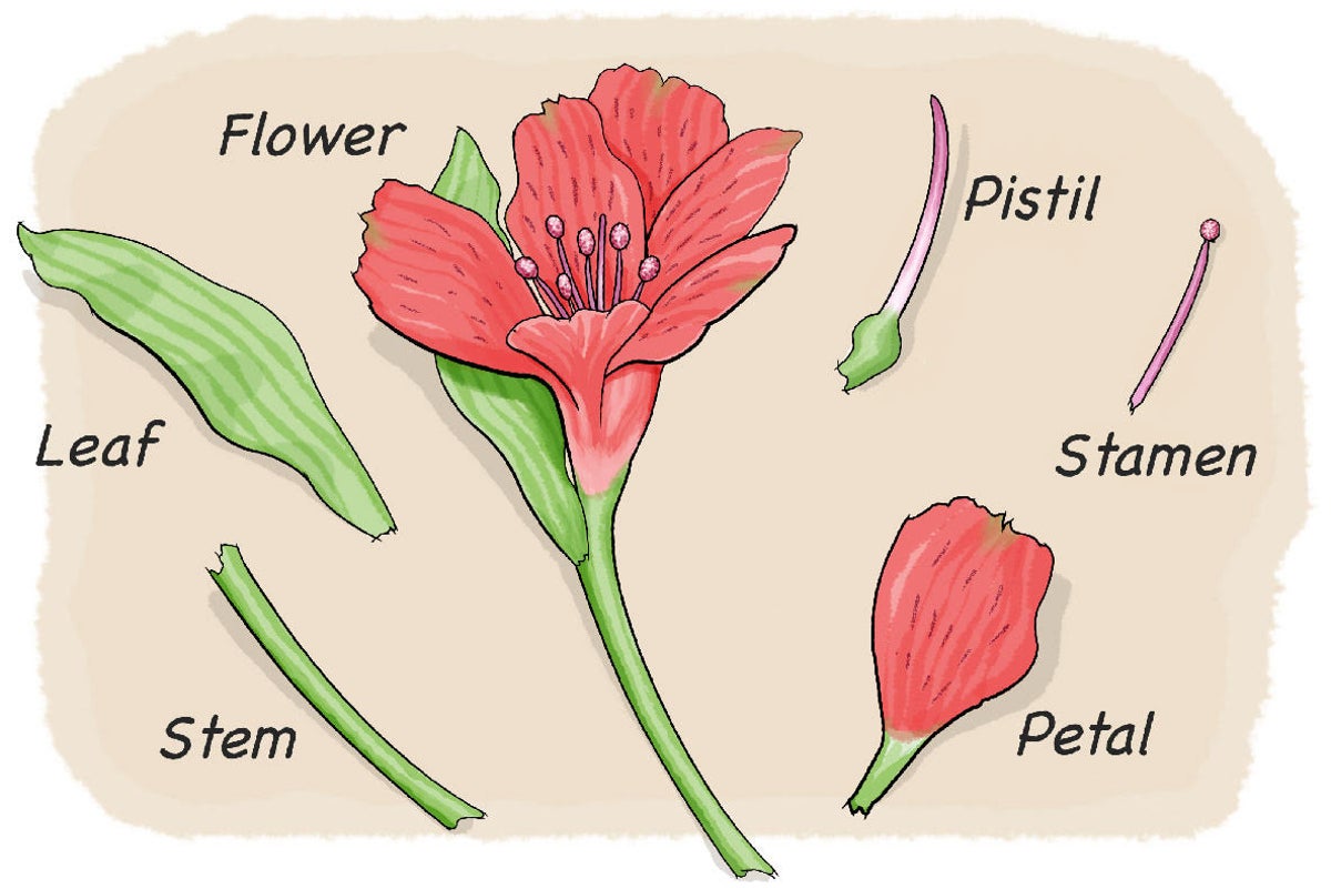 Dissect a flower scientific american