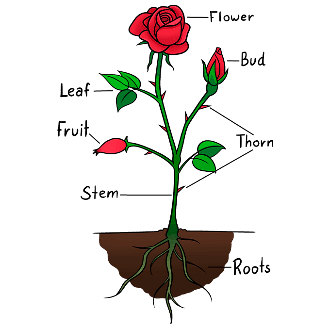 How to draw parts of a rose