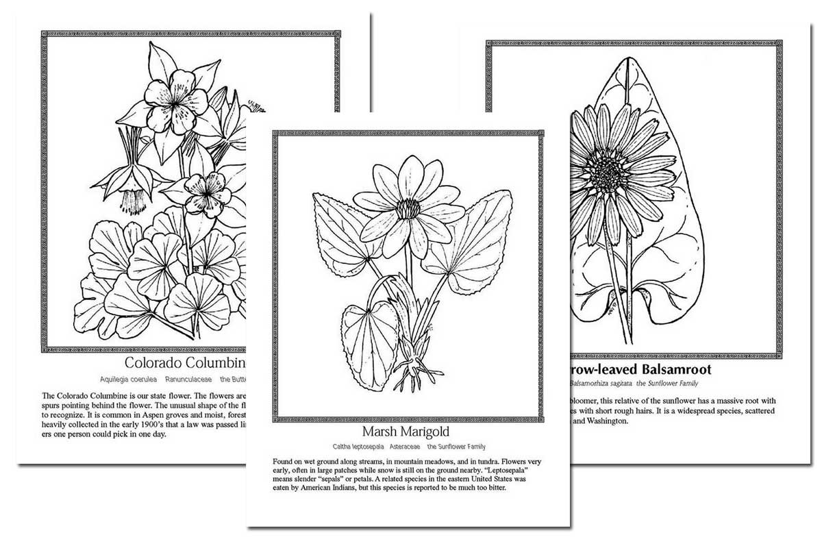 Celebrating wildflowers coloring book free diy homeschooler