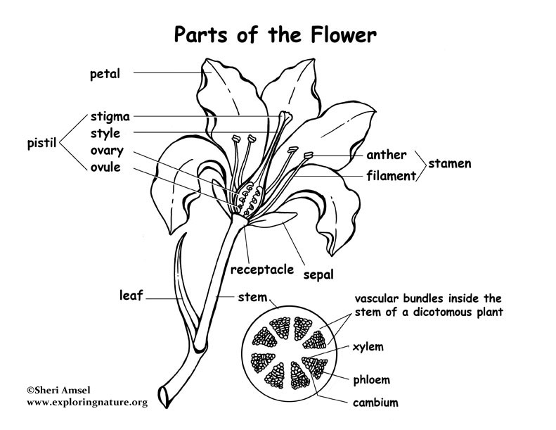 Plant reproduction