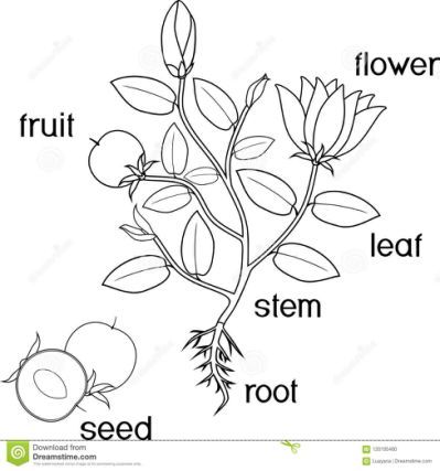 Colorg page parts of plant morphology parts of a flower colorg pages colorg pages spirational
