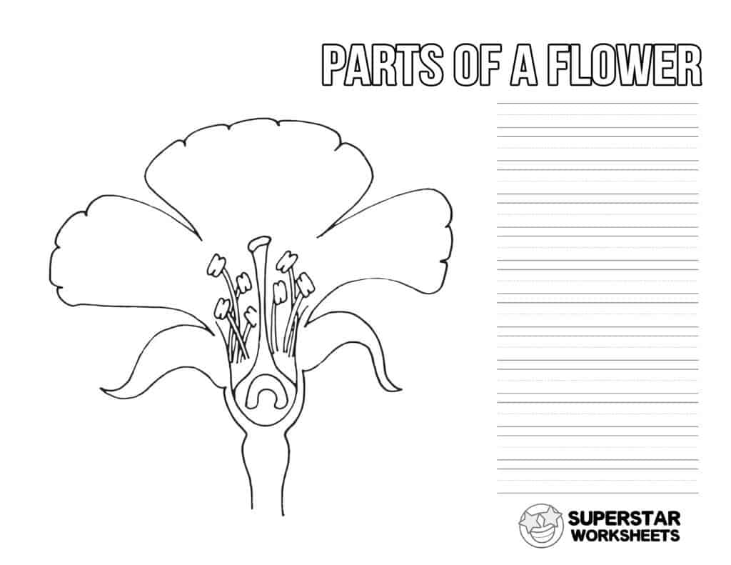 Parts of a flower worksheets