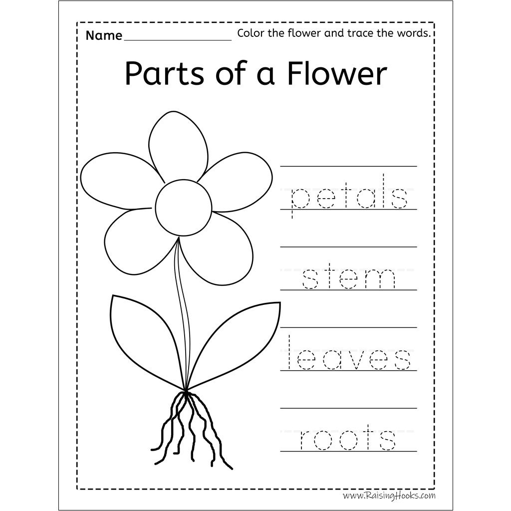 Parts of a flower word trace