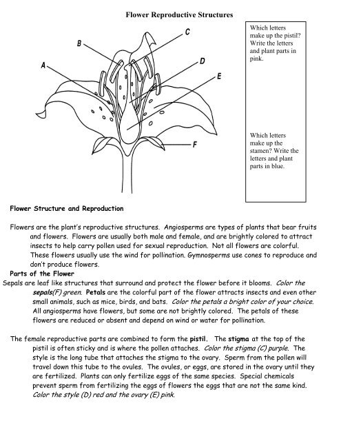 Flowering parts of angiosperm coloring sheets revision
