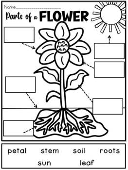 Parts of a flower made by teachers