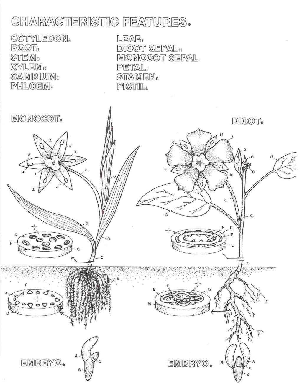 Gearhead botany coloring book makes perfect activity for rainy spring day