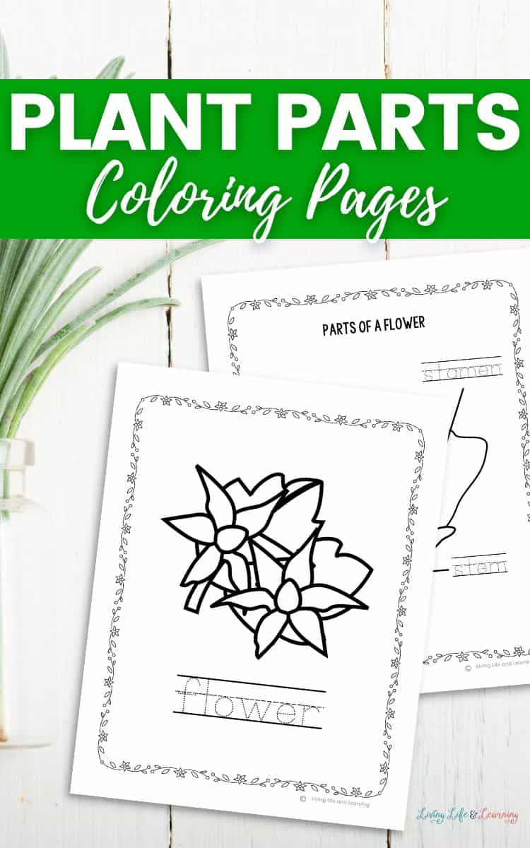 Plant parts coloring pages