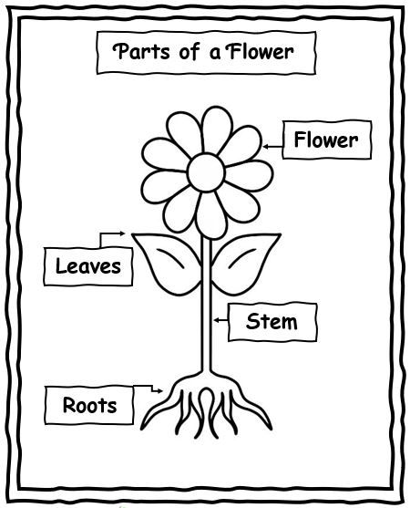 Free parts of a flower preschool parts of a flower flower life cycle preschool preschool coloring pages
