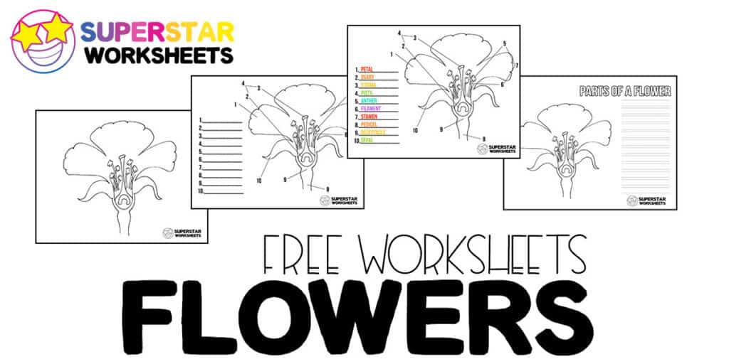 Parts of a flower worksheets