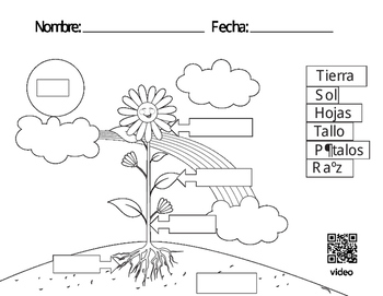 Spanish parts of a plant coloring page and song by mindymarissa tpt