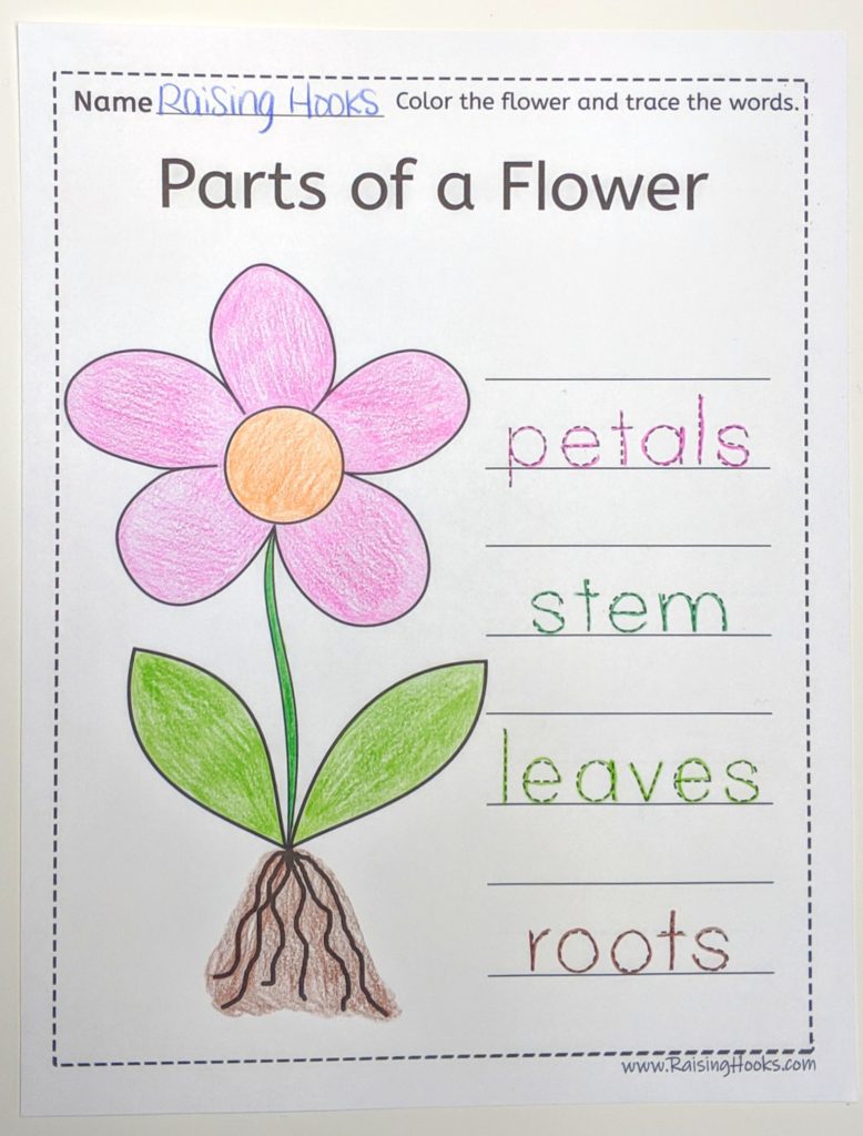 Parts of a flower word trace