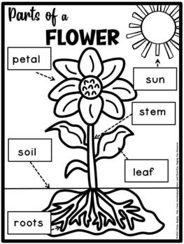 Parts of a flower made by teachers