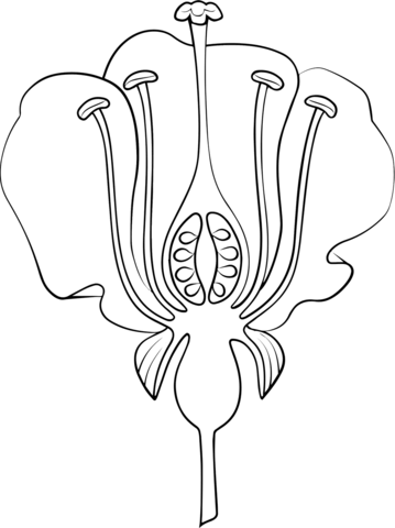 Flower anatomy coloring page free printable coloring pages