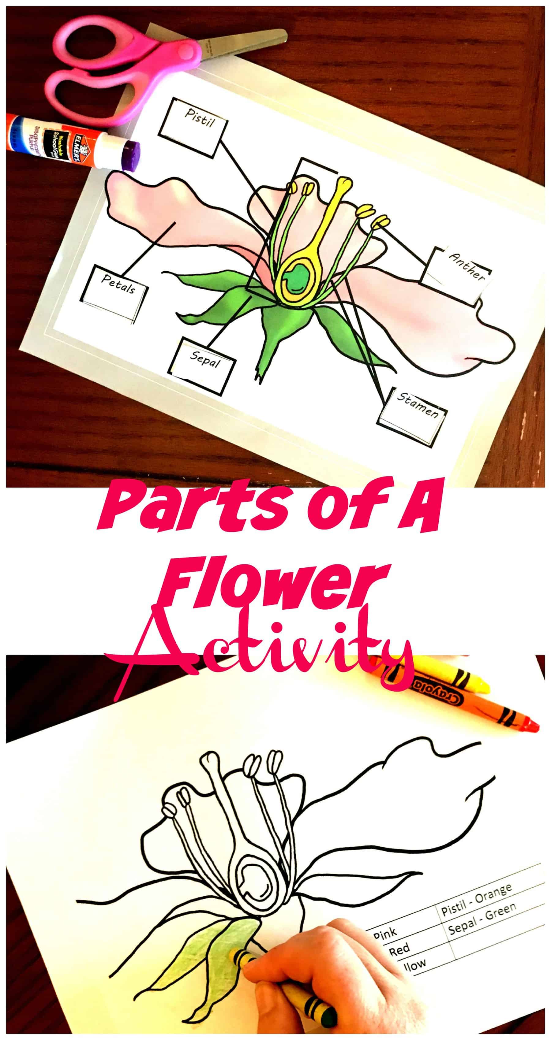 Free coloring and cut and paste activity for parts of a flowering plant free coloring and cut and paste activity for parts of a flowering plant