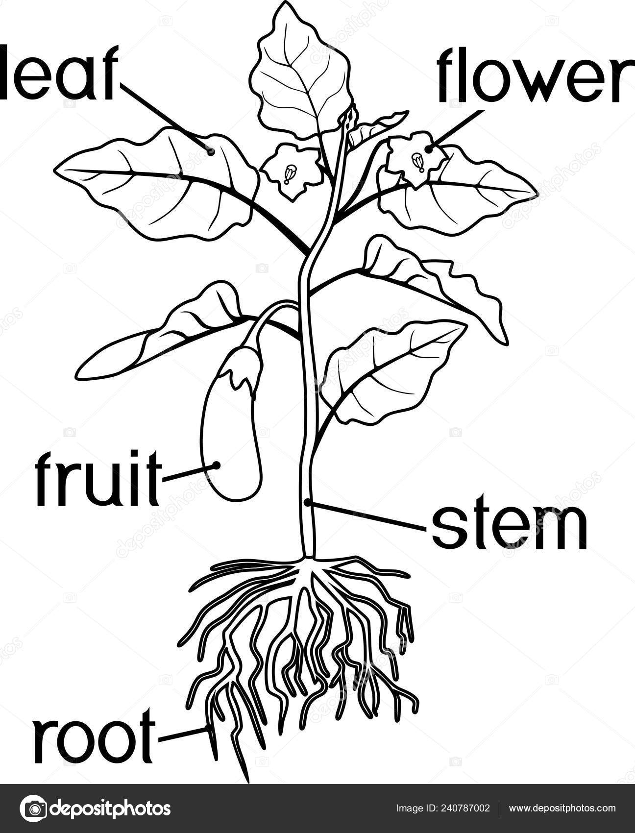 Coloring page eggplant leaves fruit root system titles stock vector by mariaflaya