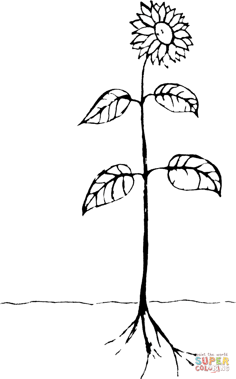 Vintage parts of plants coloring page free printable coloring pages
