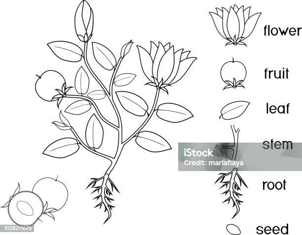 Coloring page parts of plant morphology of flowering plant with root system flowers fruit and titles stock illustration