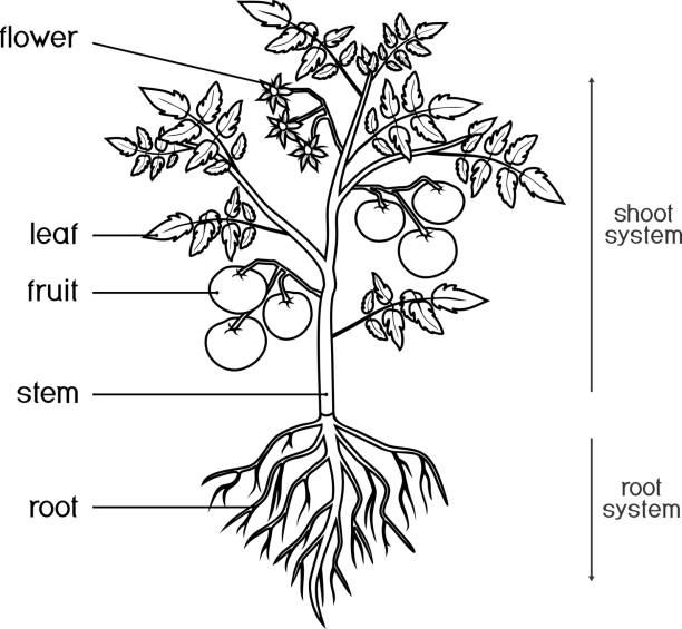 Coloring page parts of plant morphology of tomato plant with leaves fruits flowers and root system isolated on white background with titles stock illustration
