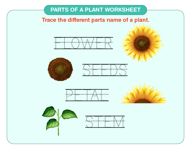Parts of a plant worksheet download free printables for kids