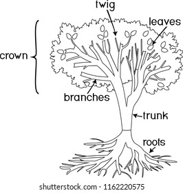 Coloring page parts plant morphology tree stock vector royalty free