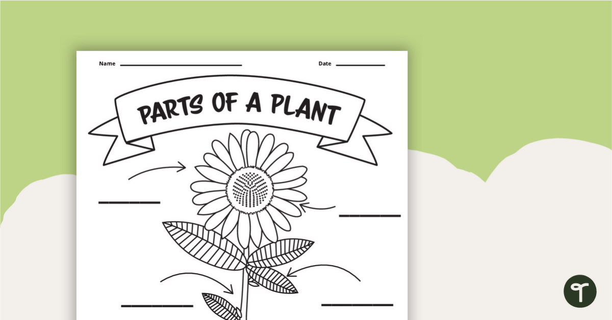 Parts of a plant worksheet teach starter