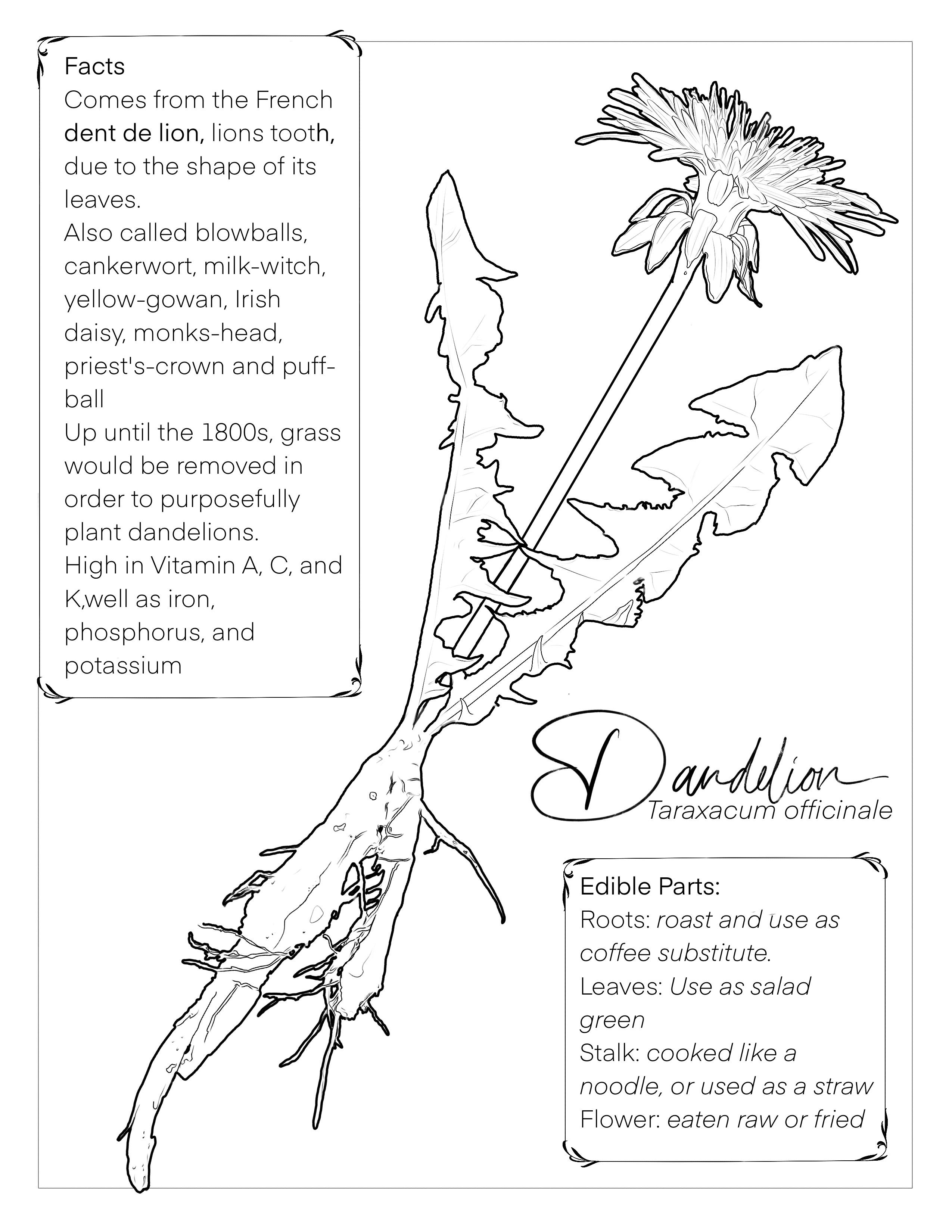 Invasive plant coloring book rforaging