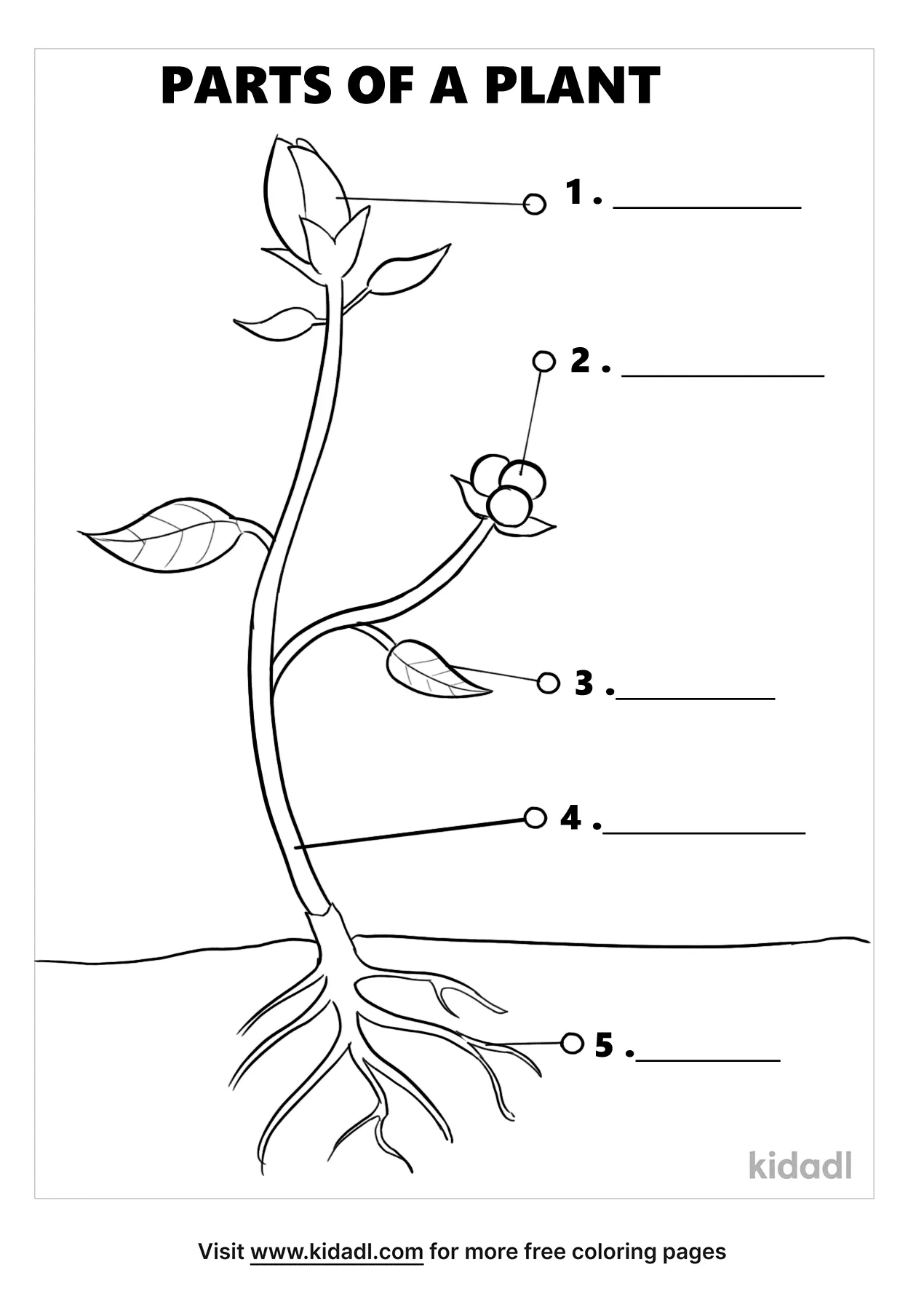 Free parts of a plant coloring page coloring page printables
