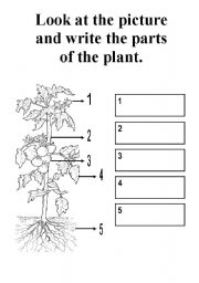 Parts of a plant