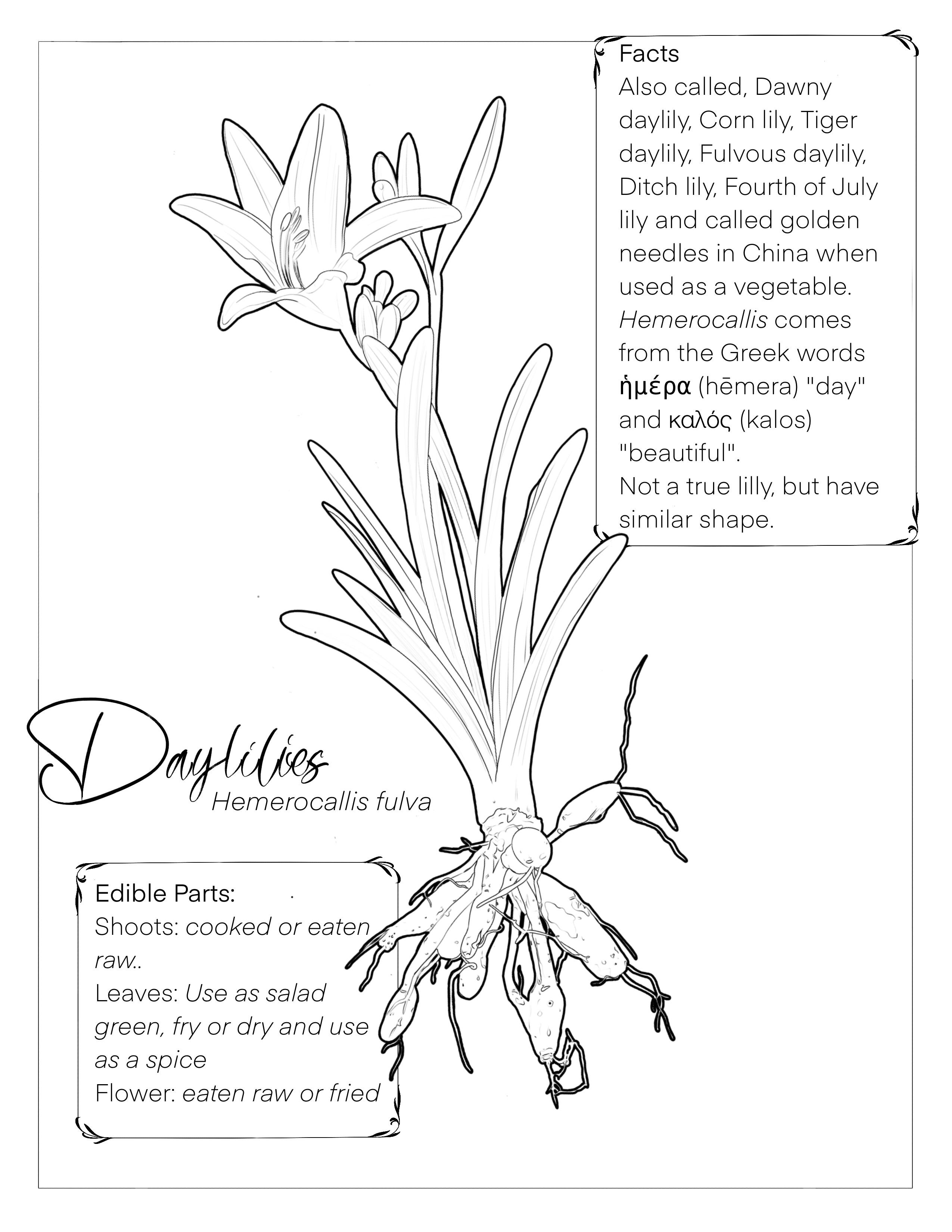 Invasive plant coloring book rforaging