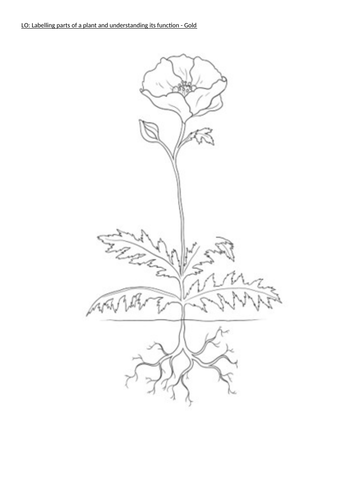 Parts of a plant and their functionsroles teaching resources