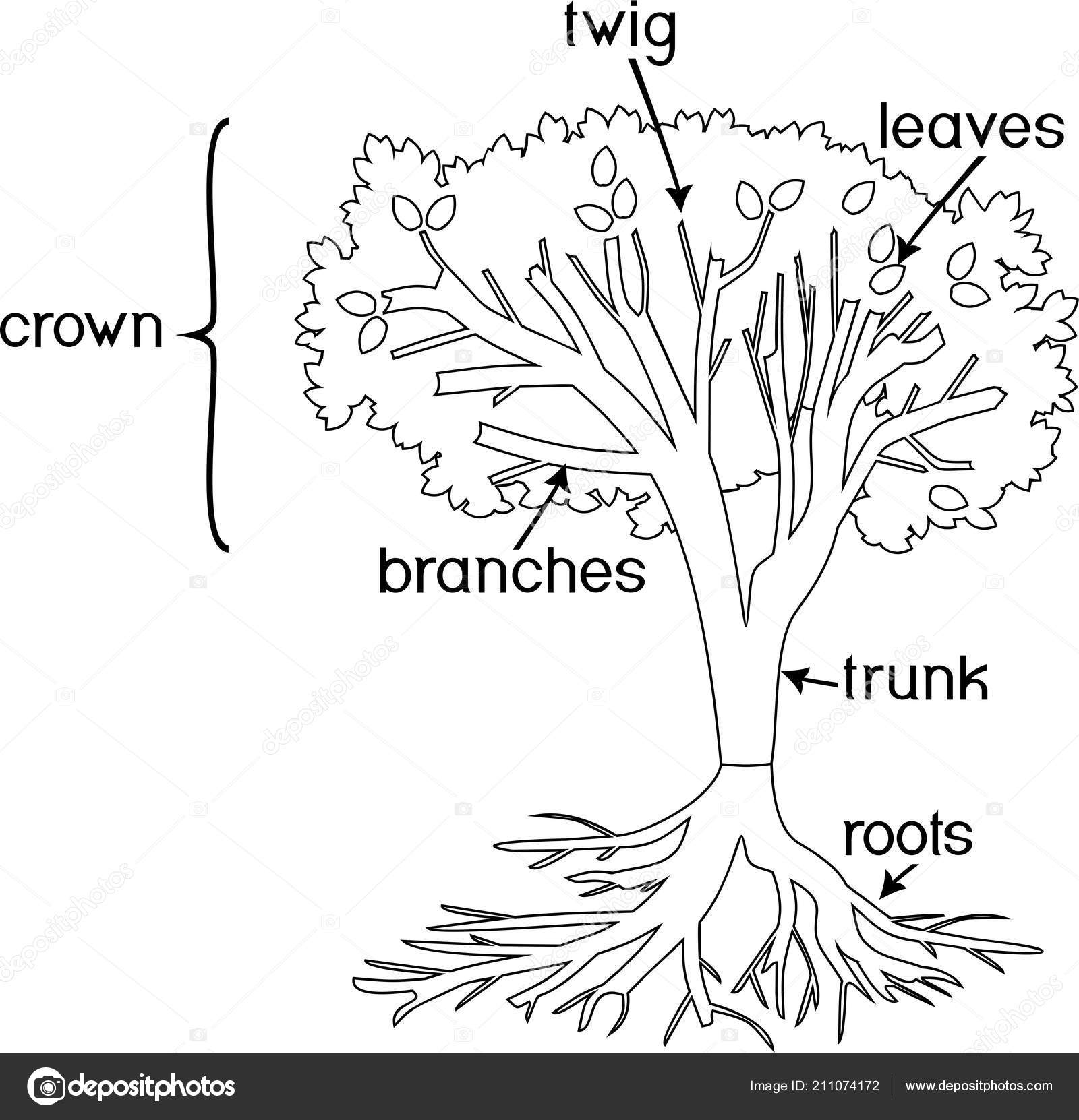 Coloring page parts plant morphology tree crown root system titles stock vector by mariaflaya