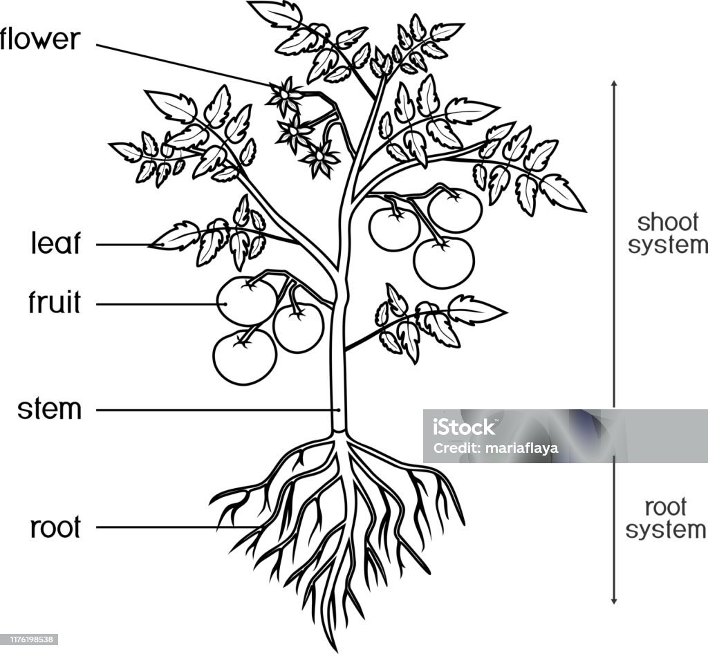 Coloring page parts of plant morphology of tomato plant with leaves fruits flowers and root system isolated on white background with titles stock illustration