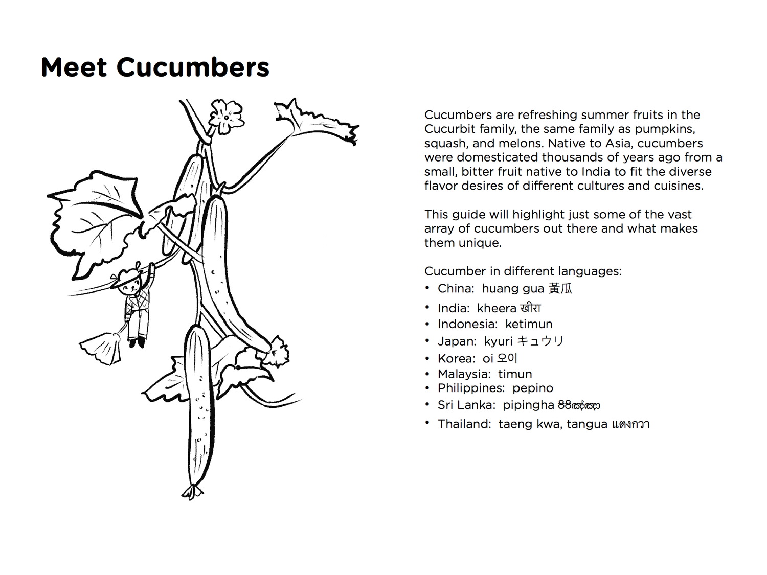 Cucumber guide coloring book digital download â second generation seeds asian vegetable seeds