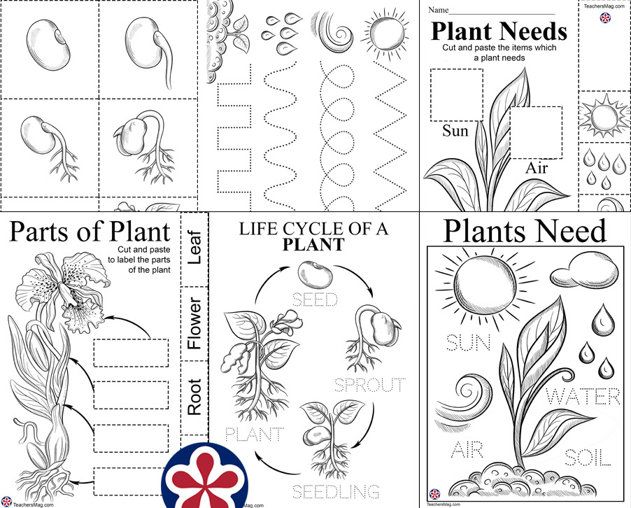 Plant worksheets for preschoolers