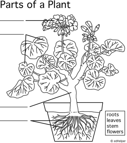 Plants and their parts flashcards