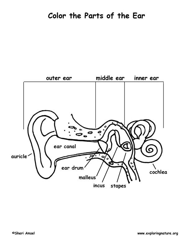 Human anatomy ear coloring page human anatomy and physiology ear anatomy human ear anatomy